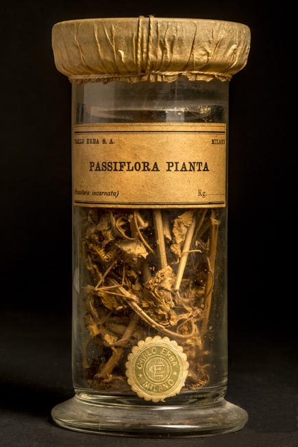 PASSIFLORA - pianta